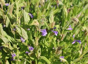 Šišák - Scutellaria scordifolia