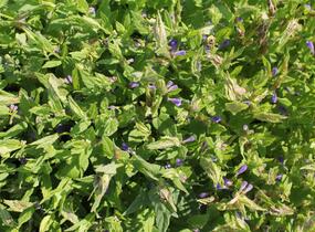 Šišák - Scutellaria scordifolia