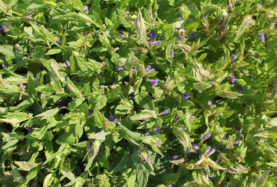Šišák - Scutellaria scordifolia