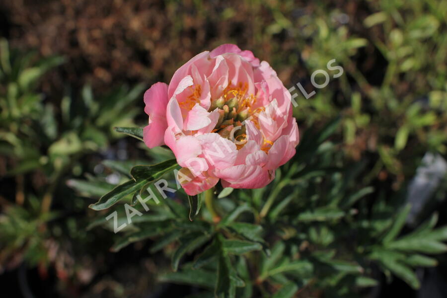 Pivoňka bělokvětá 'Pink Hawaiian Coral' - Paeonia lactiflora 'Pink Hawaiian Coral'