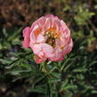 Pivoňka bělokvětá 'Pink Hawaiian Coral' - Paeonia lactiflora 'Pink Hawaiian Coral'