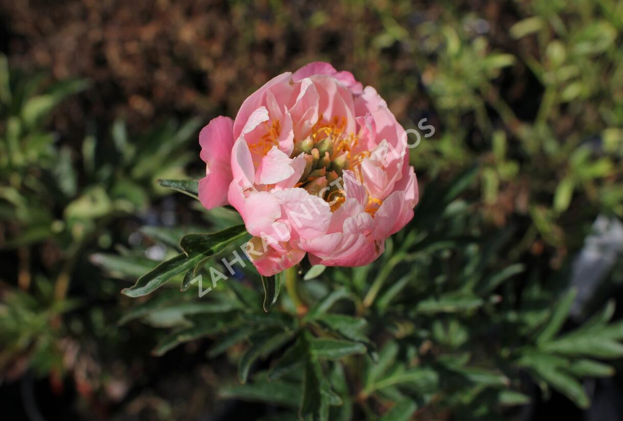 Pivoňka bělokvětá 'Pink Hawaiian Coral' - Paeonia lactiflora 'Pink Hawaiian Coral'