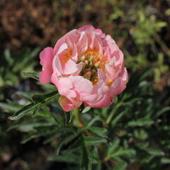 Pivoňka bělokvětá 'Pink Hawaiian Coral' - Paeonia lactiflora 'Pink Hawaiian Coral'