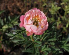 Pivoňka bělokvětá 'Pink Hawaiian Coral'