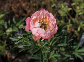 Pivoňka bělokvětá 'Pink Hawaiian Coral' - Paeonia lactiflora 'Pink Hawaiian Coral'