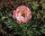 Pivoňka bělokvětá 'Pink Hawaiian Coral'