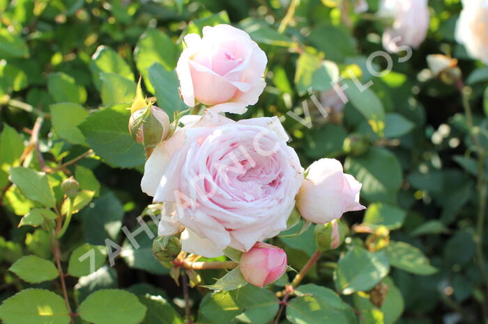 Anglická růže Davida Austina 'Olivia Rose Austin' - Rosa S 'Olivia Rose Austin'
