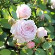Anglická růže Davida Austina 'Olivia Rose Austin' - Rosa S 'Olivia Rose Austin'