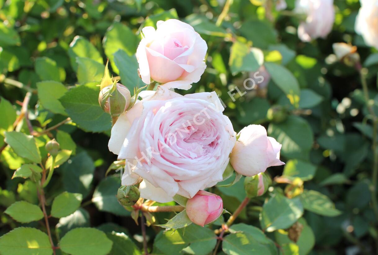Růže anglická David Austin 'Olivia Rose Austin' - Rosa S 'Olivia Rose Austin'
