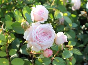 Růže anglická David Austin 'Olivia Rose Austin' - Rosa S 'Olivia Rose Austin'