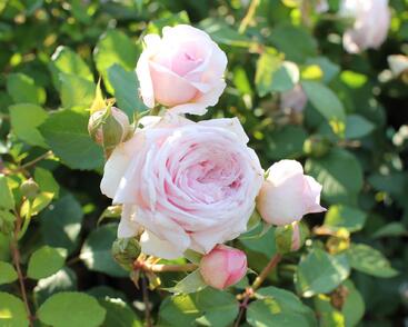 Růže anglická David Austin 'Olivia Rose Austin'