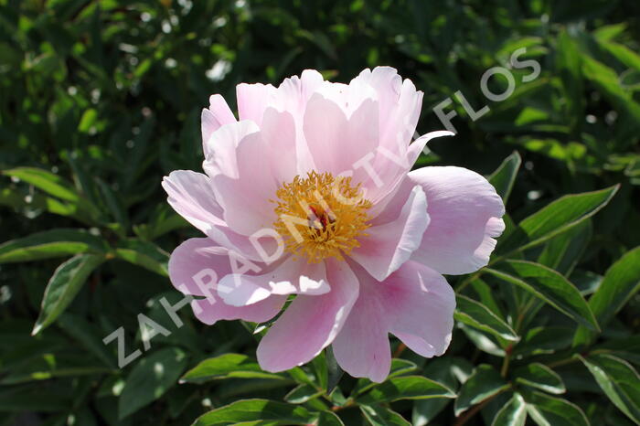 Pivoňka bělokvětá 'Nymphe' - Paeonia lactiflora 'Nymphe'