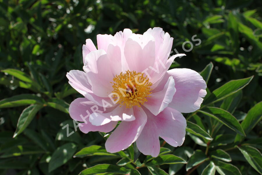 Pivoňka bělokvětá 'Nymphe' - Paeonia lactiflora 'Nymphe'