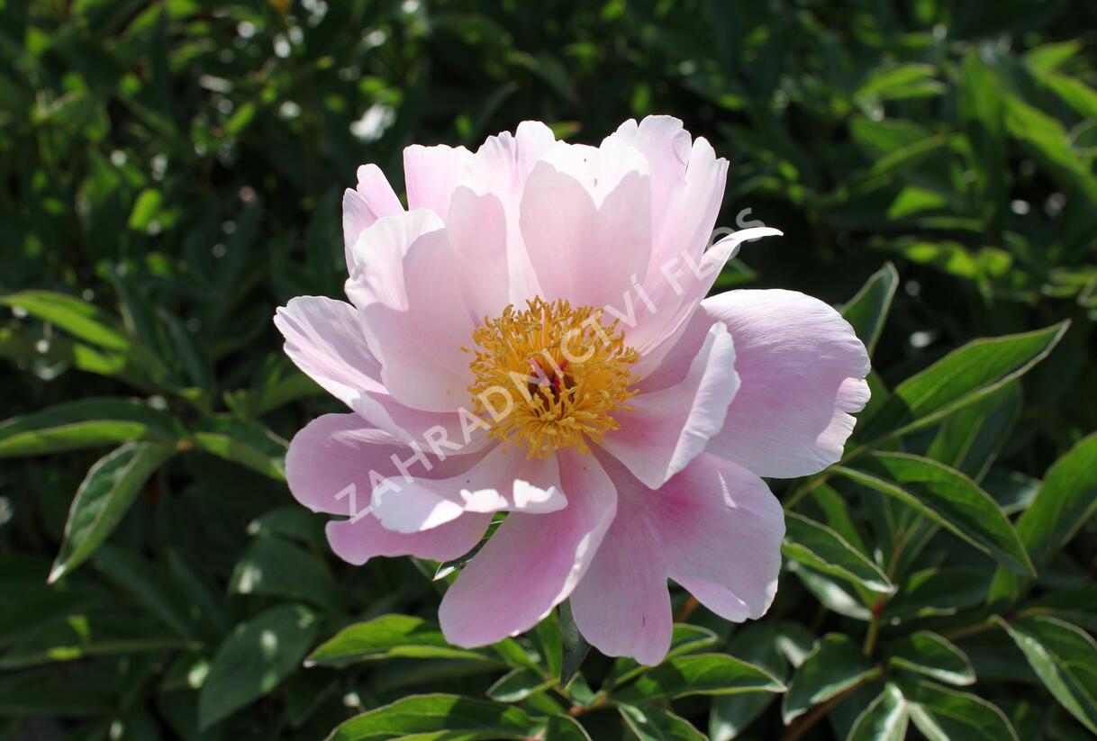 Pivoňka bělokvětá 'Nymphe' - Paeonia lactiflora 'Nymphe'