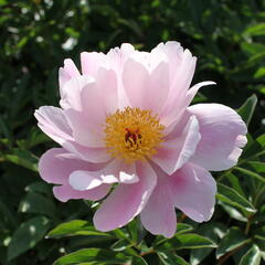 Pivoňka bělokvětá 'Nymphe' - Paeonia lactiflora 'Nymphe'