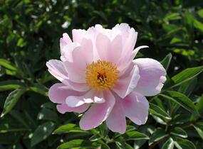 Pivoňka bělokvětá 'Nymphe' - Paeonia lactiflora 'Nymphe'