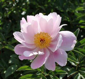 Pivoňka bělokvětá 'Nymphe' - Paeonia lactiflora 'Nymphe'