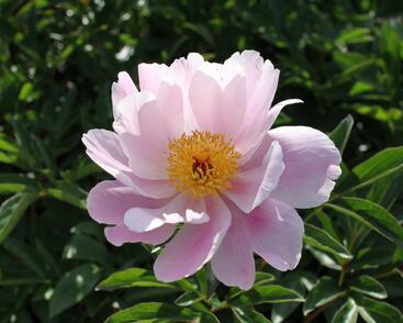 Pivoňka bělokvětá 'Nymphe'