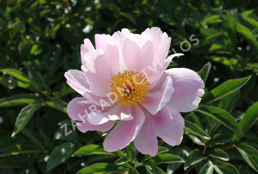 Pivoňka bělokvětá 'Nymphe' - Paeonia lactiflora 'Nymphe'