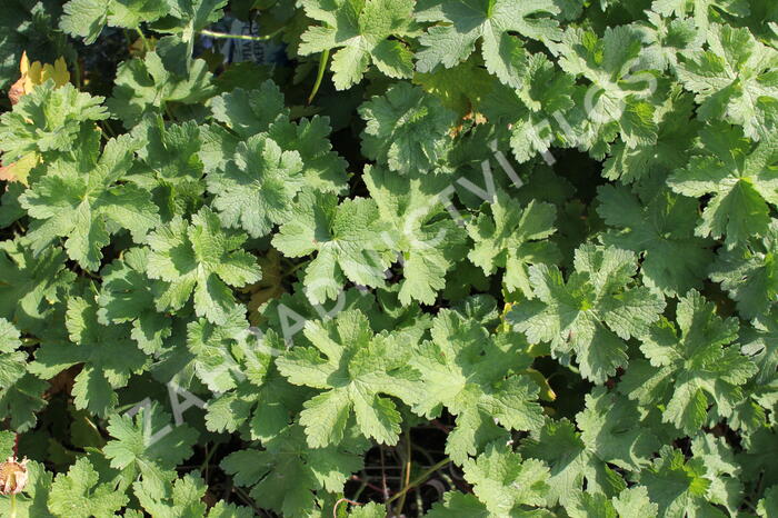 Kakost vznešený 'Anemoniflorum' - Geranium magnificum 'Anemoniflorum'