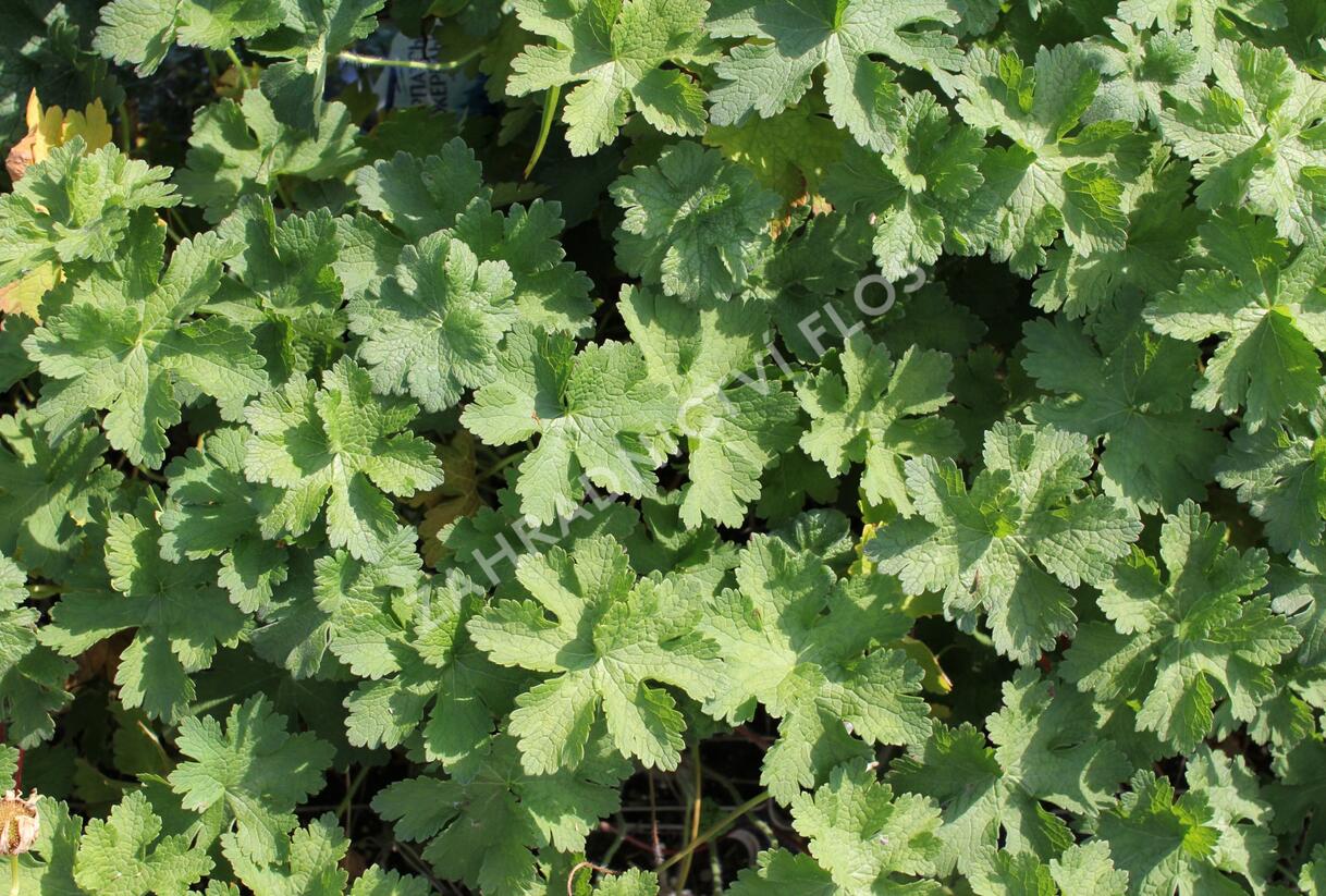 Kakost vznešený 'Anemoniflorum' - Geranium magnificum 'Anemoniflorum'