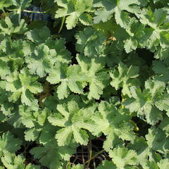 Kakost vznešený 'Anemoniflorum' - Geranium magnificum 'Anemoniflorum'