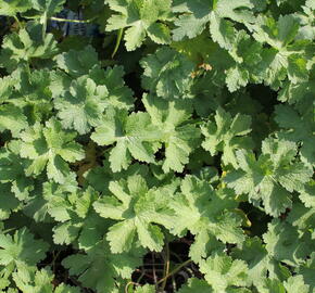 Kakost vznešený 'Anemoniflorum' - Geranium magnificum 'Anemoniflorum'