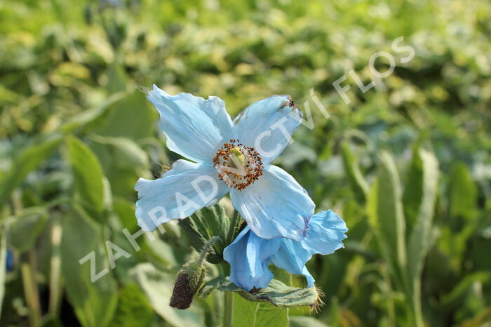 Mákovník - Meconopsis betonicifolia