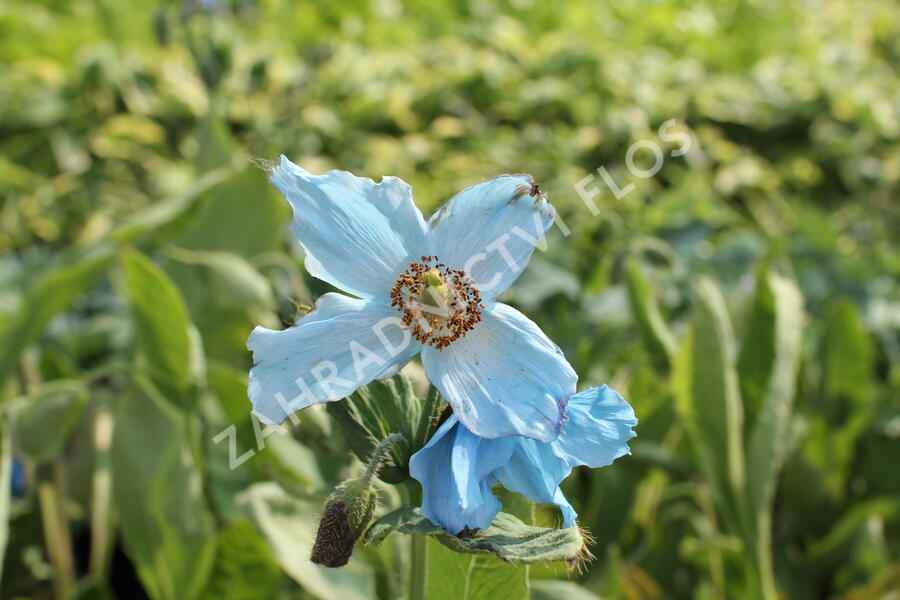 Mákovník - Meconopsis betonicifolia