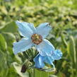 Mákovník - Meconopsis betonicifolia