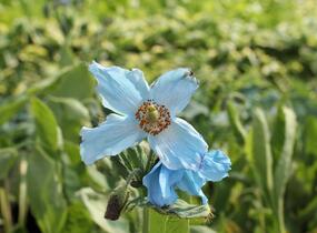 Mákovník - Meconopsis betonicifolia