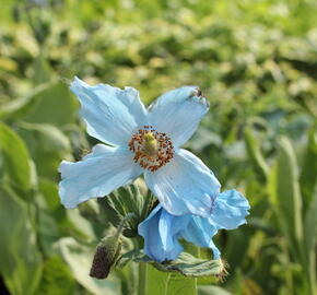 Mákovník - Meconopsis betonicifolia