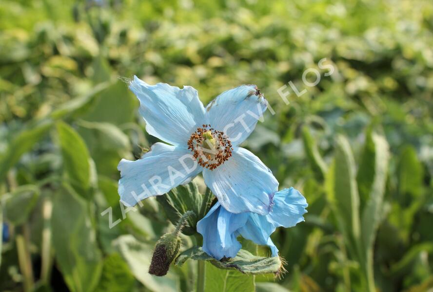 Mákovník - Meconopsis betonicifolia