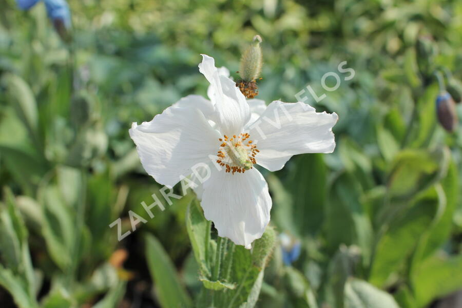 Mákovník - Meconopsis betonicifolia