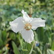 Mákovník - Meconopsis betonicifolia