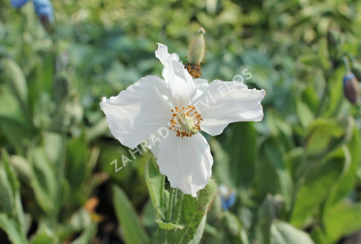 Mákovník - Meconopsis betonicifolia