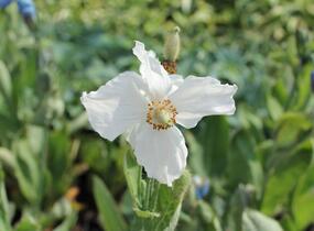 Mákovník - Meconopsis betonicifolia