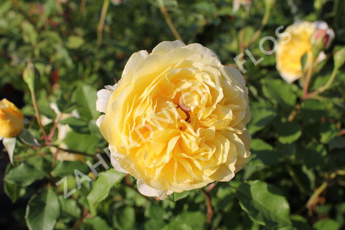 Anglická růže Davida Austina 'The Poet's Wife' - Rosa S 'The Poet's Wife'