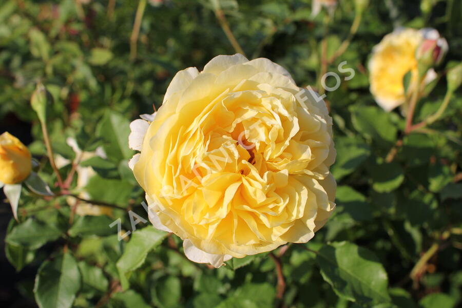 Anglická růže Davida Austina 'The Poet's Wife' - Rosa S 'The Poet's Wife'