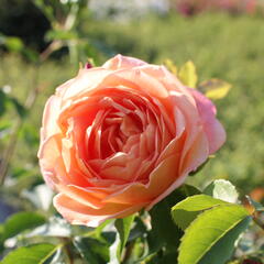 Anglická růže Davida Austina 'Lady of Shalott' - Rosa S 'Lady of Shalott'