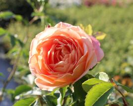 Růže anglická David Austin 'Lady of Shalott'