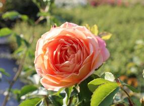 Růže anglická David Austin 'Lady of Shalott' - Rosa S 'Lady of Shalott'