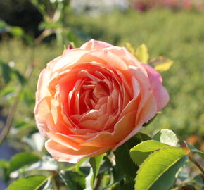 Anglická růže Davida Austina 'Lady of Shalott' - Rosa S 'Lady of Shalott'