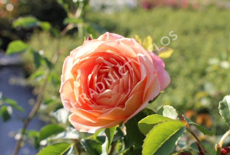 Růže anglická David Austin 'Lady of Shalott' - Rosa S 'Lady of Shalott'
