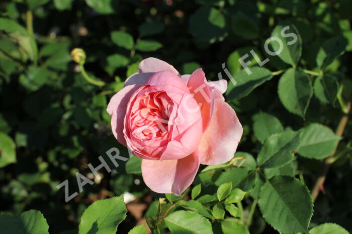 Anglická růže Davida Austina 'Boscobel' - Rosa S 'Boscobel'