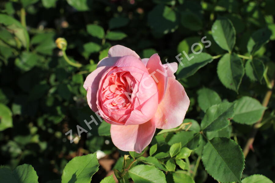 Anglická růže Davida Austina 'Boscobel' - Rosa S 'Boscobel'