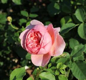 Anglická růže Davida Austina 'Boscobel' - Rosa S 'Boscobel'