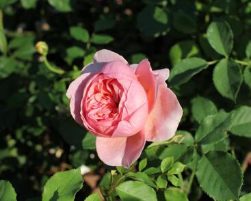 Růže anglická David Austin 'Boscobel'