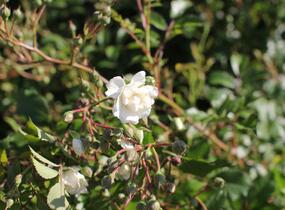 Růže půdopokryvná Meilland 'Alba Meidiland' - Rosa PK 'Alba Meidiland'