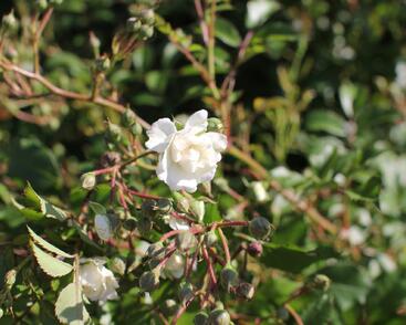 Růže půdopokryvná Meilland 'Alba Meidiland'